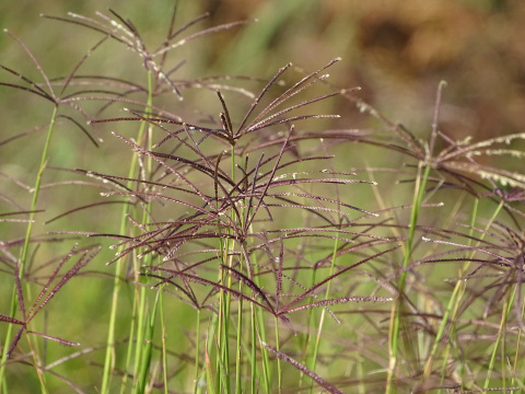 Plants - Nuer Lexicon